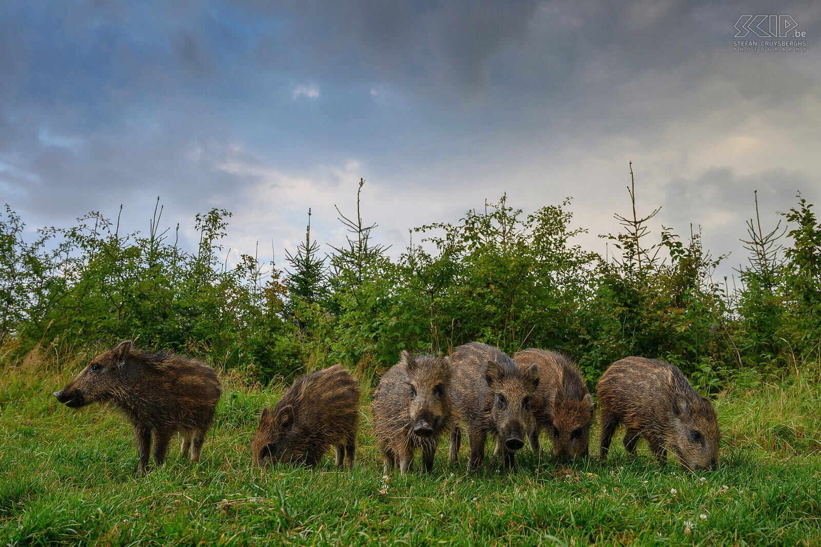 Wild boars This summer I went three times to the Belgian Ardennes an observation hut on the Plateau des Tailles near Baraque de Fraiture to photograph wild animals. Armed with my camera and short telephoto lens and a wide-angle camera that I could remotely control, I was able to take a varied series of images of the wild boars. A small group of young pigs often showed up before sunset. The big family with heavy boars and sows and also young squeakers usually only came at dusk or when it was already dark.<br />
 Stefan Cruysberghs